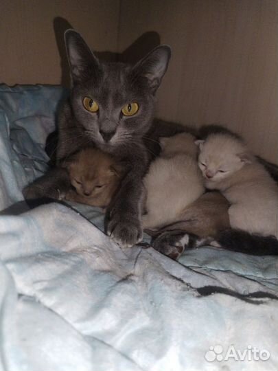 Бурманская кошка