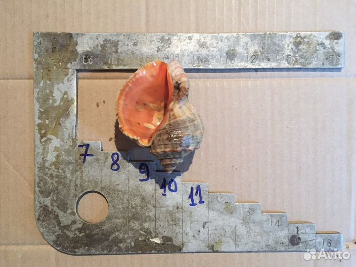 Рапан ракушка