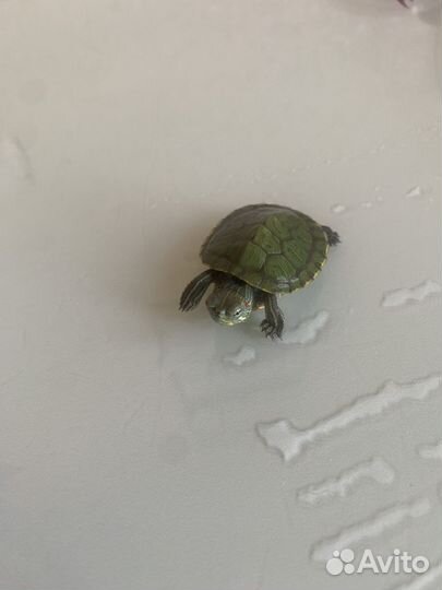 Красноухая черепаха маленькая