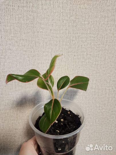 Аглаонема крит