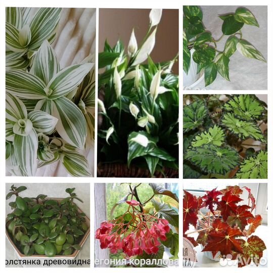 Комнатные растения