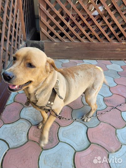 Отдам Лабрадора