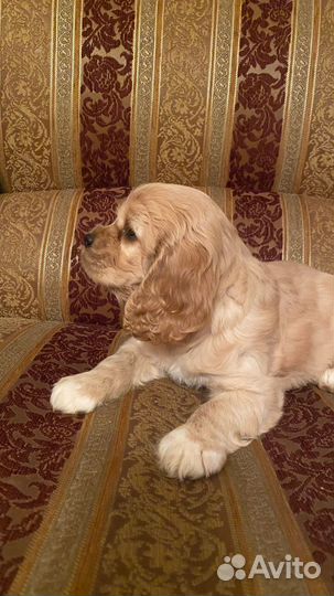 Кокер спаниель