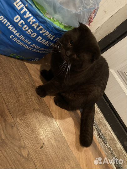 Случка кота