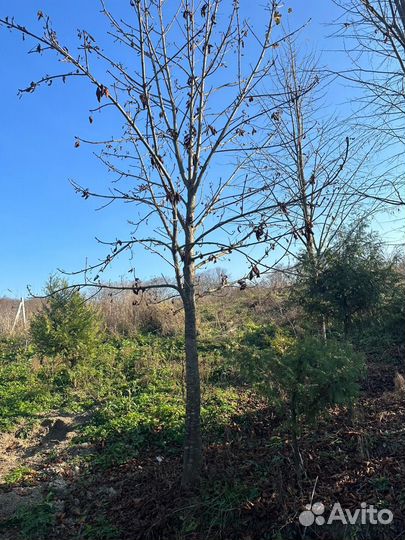 Липа крупнолистная