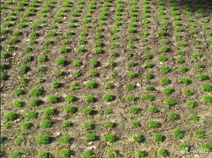 Эксклюзивный низкорослый газон - Аlena