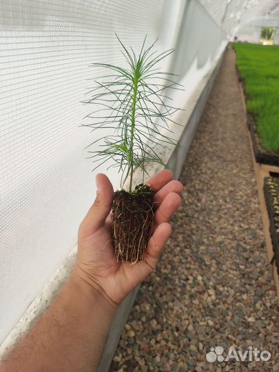 Сеянцы Сосны обыкновенной с зкс (2 лср)