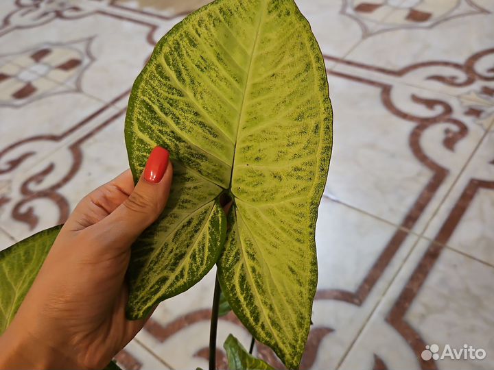 Сингониумы