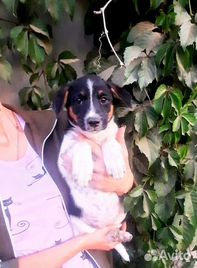 Щенок девочка