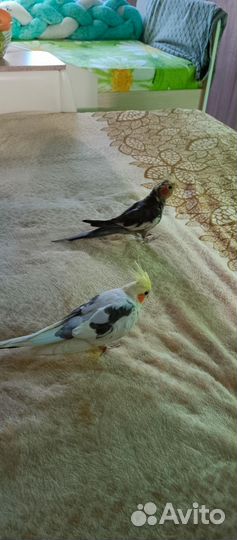 Два птенца кореллы(мальчики)