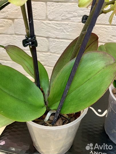 Орхидея бантик желтый