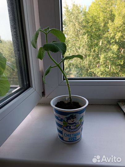 Мята комнатная