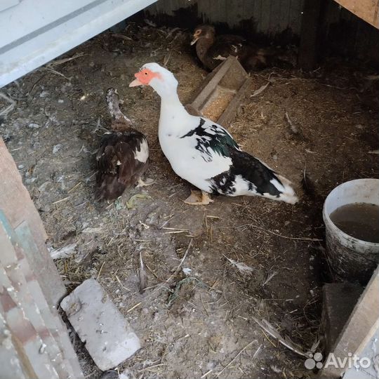 Мускусные утки селезень