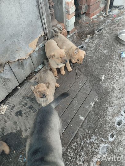 Собака в добрые руки отдам бесплатно щенки