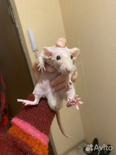 Крыса дамбо