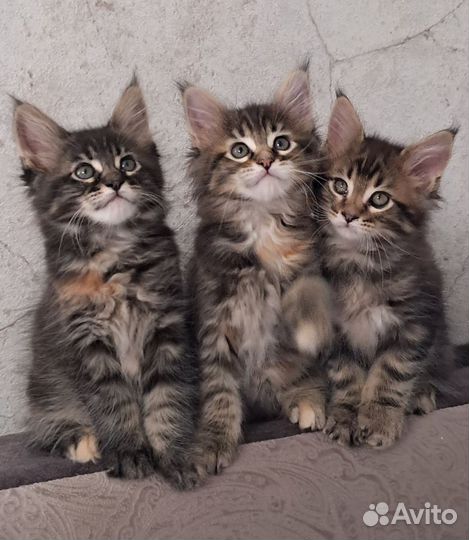 Котята мейн кун