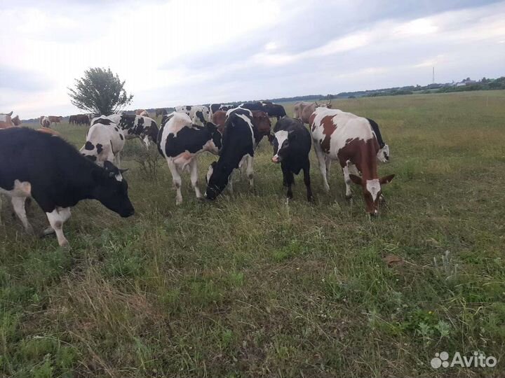 Нетели