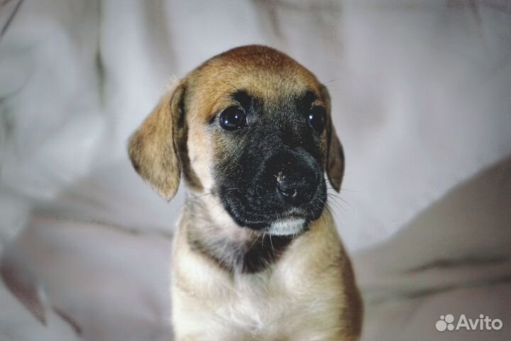 Щенки в добрые руки (метис пита)