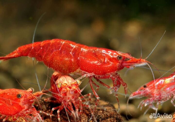 Креветки для аквариума амано и гуппи