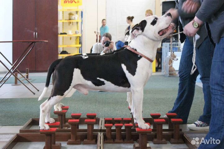 Happy legs.Хэппи легс.Тренажер для собак