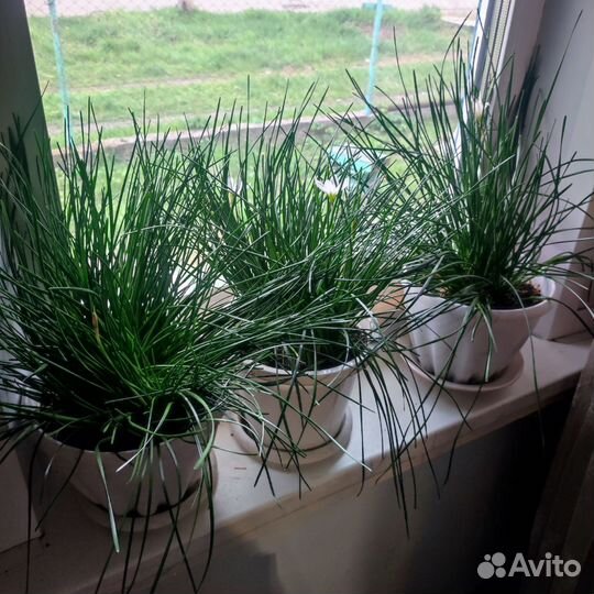 Комнатные цветы