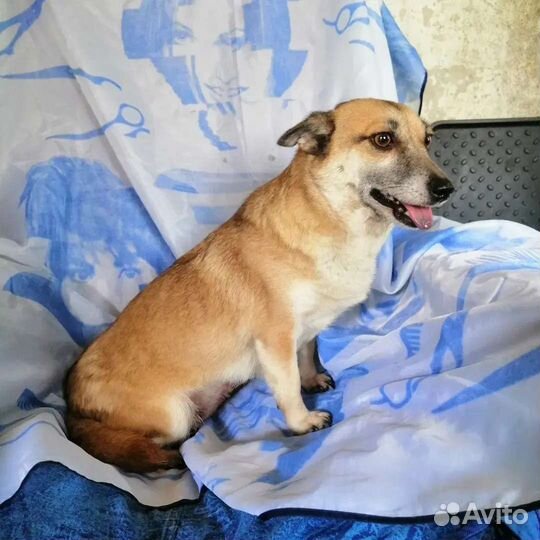 Собака Лисичка