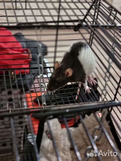 Крысята дамбо с клеткой + корм и наполнитель