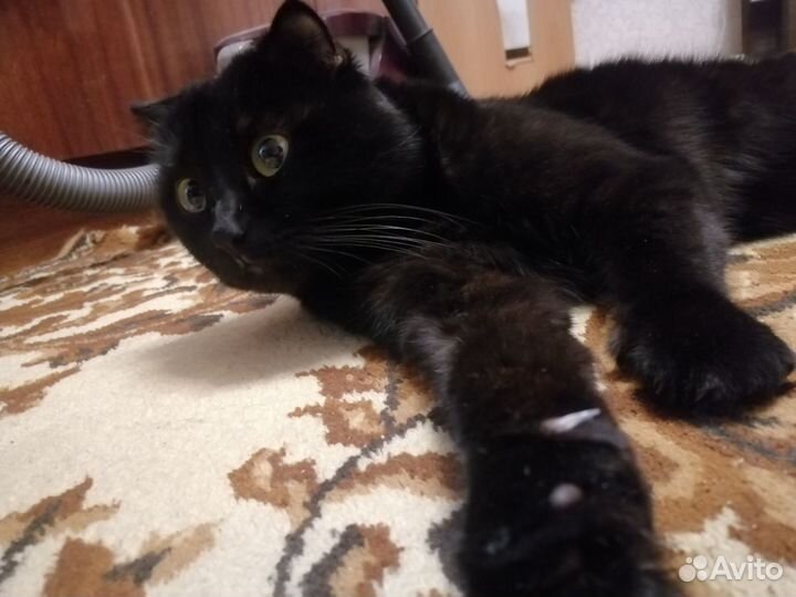 Кот на вязку
