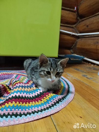 Котята
