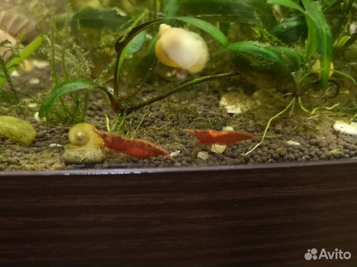 Ампулярии, гуппи, сомики анциструсы, креветки