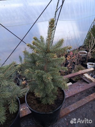 Ель колючая