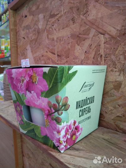 Бонсай дома