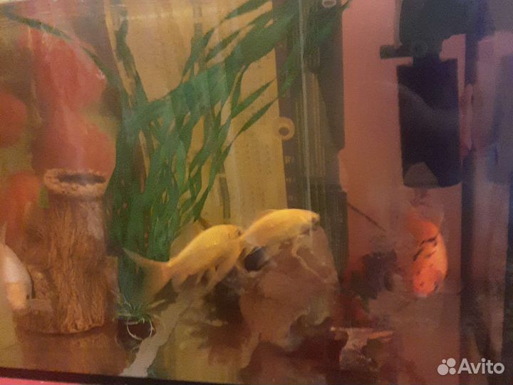 Аквариумные рыбки