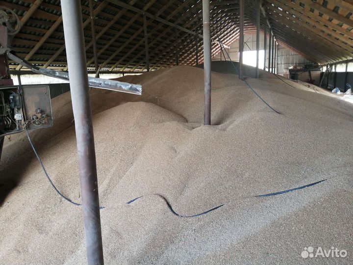 Зерно пшеница