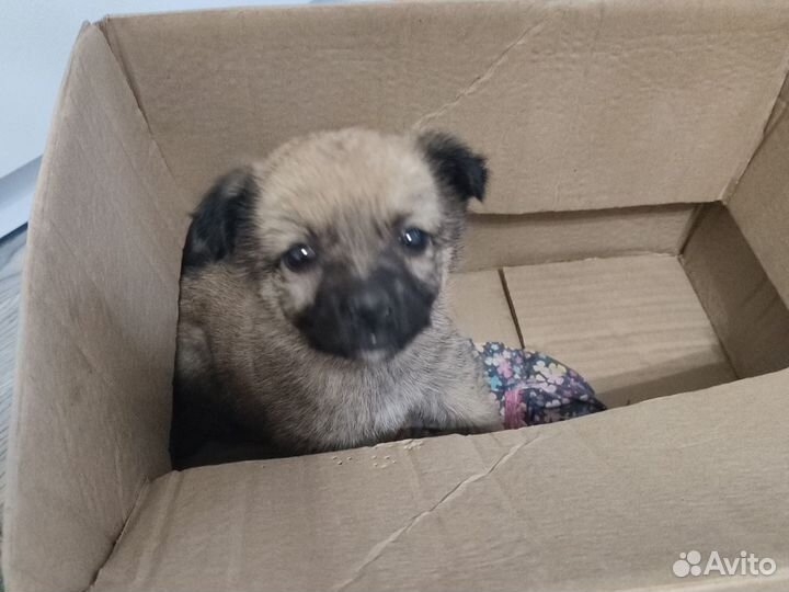 Отдам в добрые руки