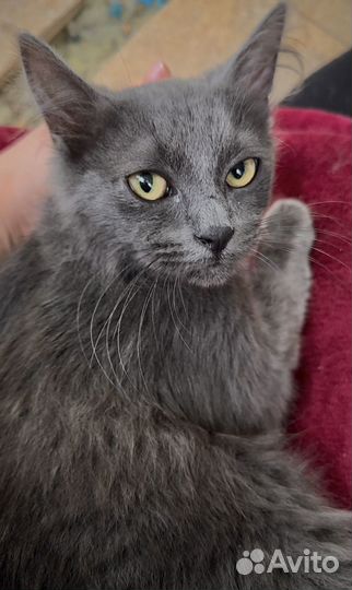 Котенок в добрые руки