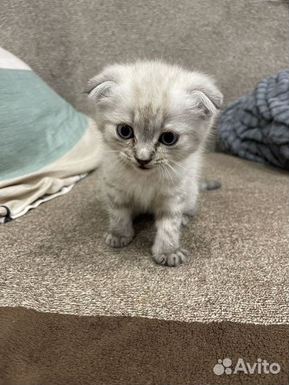 Шотландский вислоухий мальчик