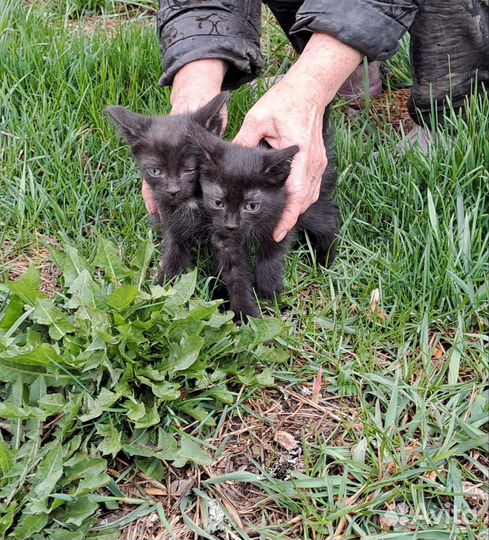 Котята в добрые руки бесплатно