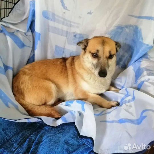 Собака Лисичка