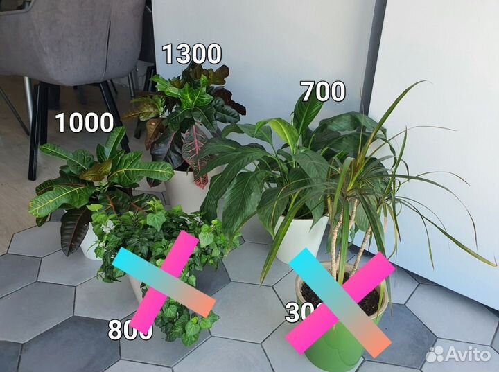 Комнатные растения