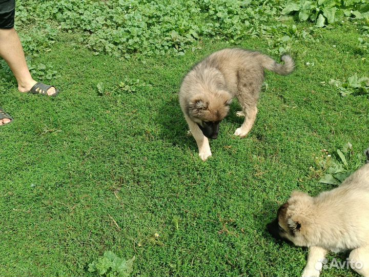 Кавказская овчарка