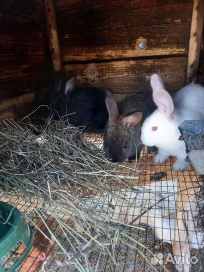 Крольчата мясных пород