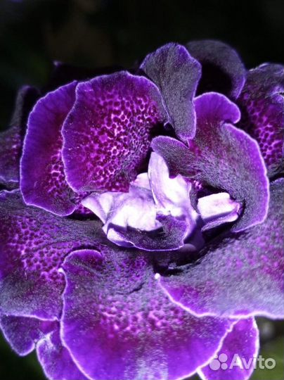 Сортовые глоксинии