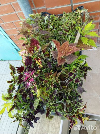 Колеусы вегетативные