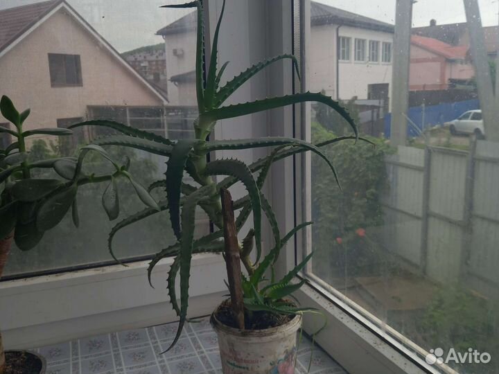 Толстянка, алое