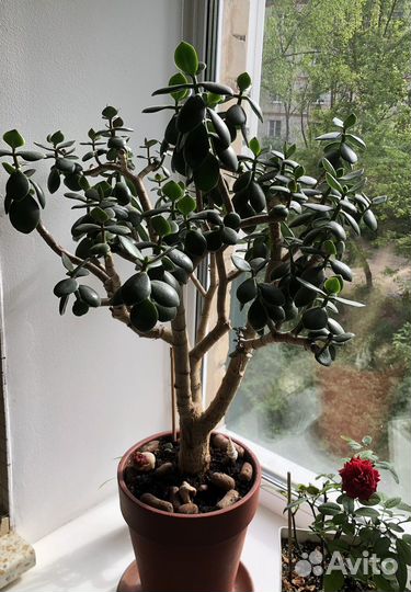 Крассула толстянка