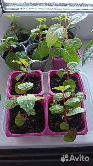 Фуксия рассада