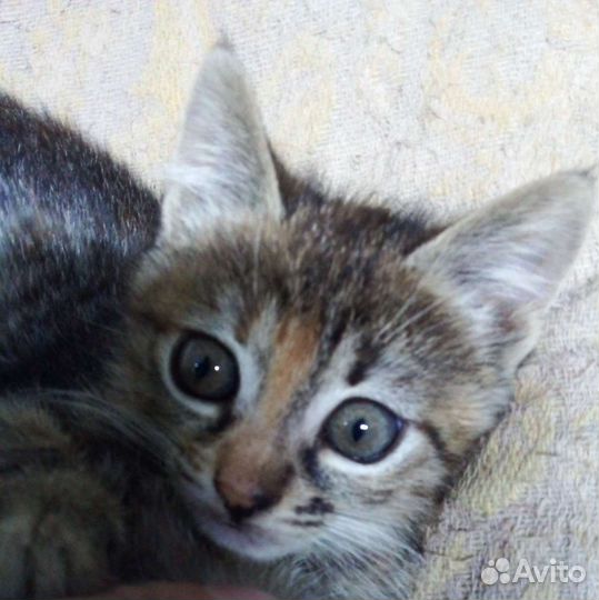 Кошка