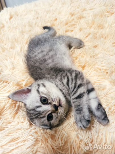 Шотландские прямоухие котята