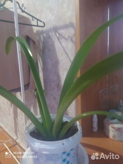 Спатифиллум